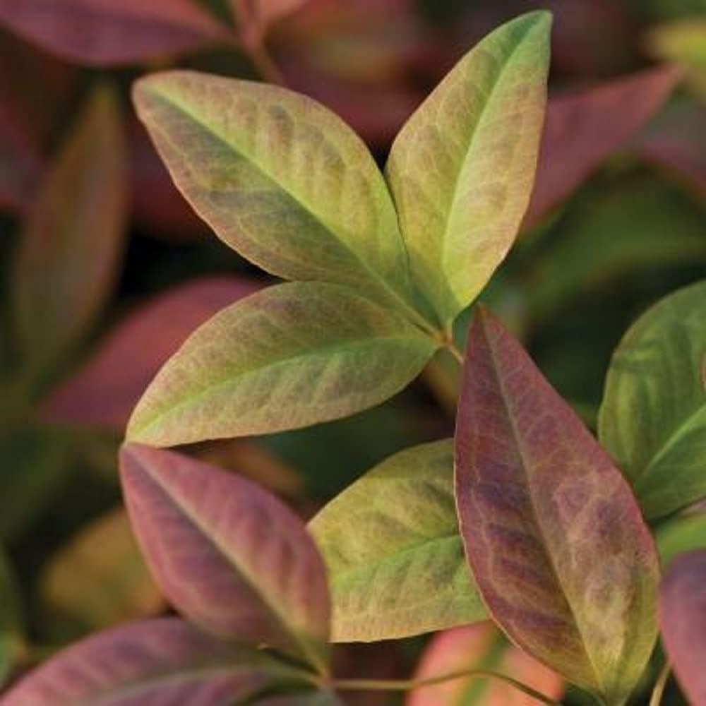 Blush Pink Nandina 2.5 Qt Evergreen Shrub Full Sun Live Plant Z537