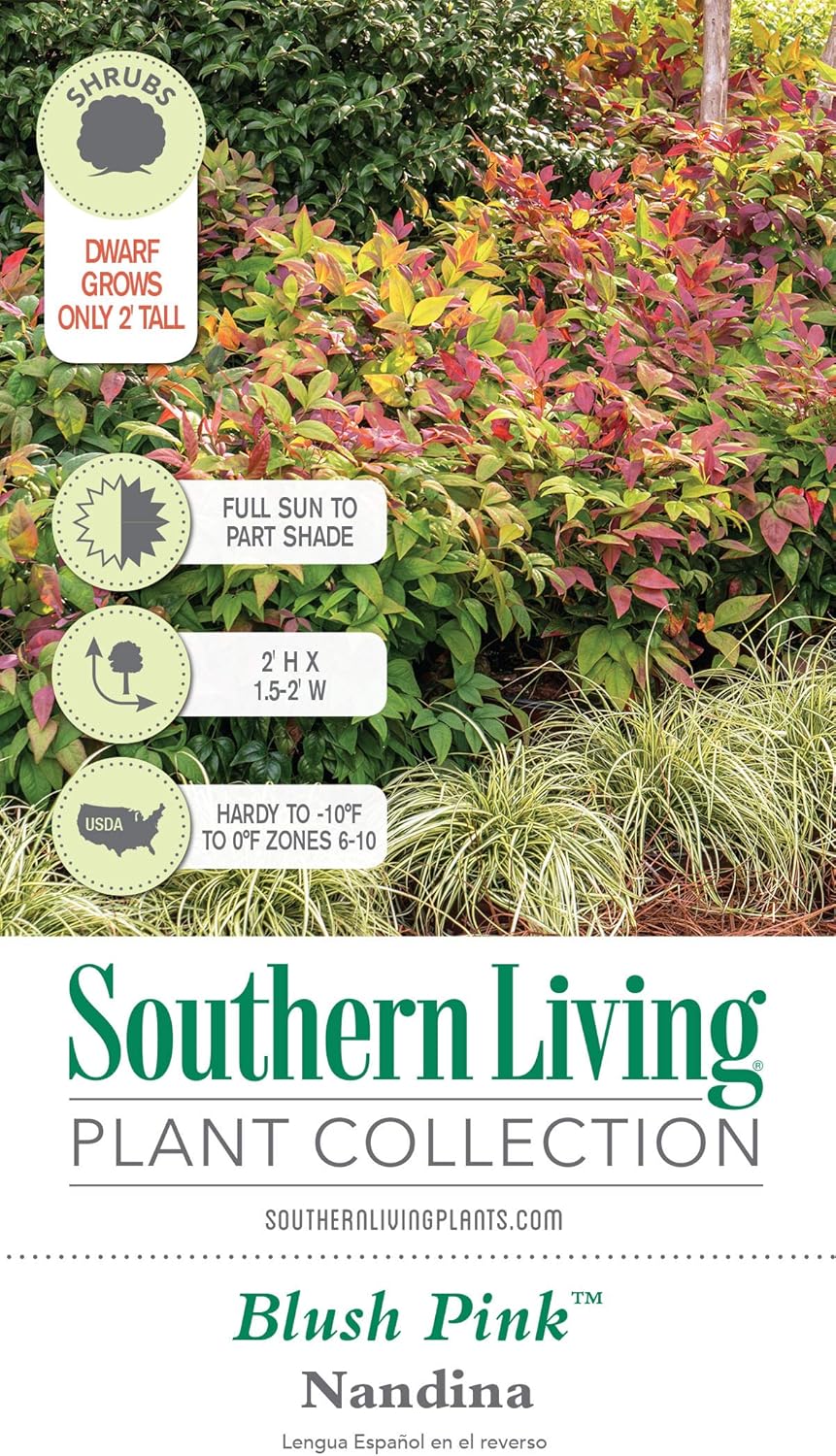 Blush Pink Nandina 2.5 Qt Evergreen Shrub Full Sun Live Plant Z537