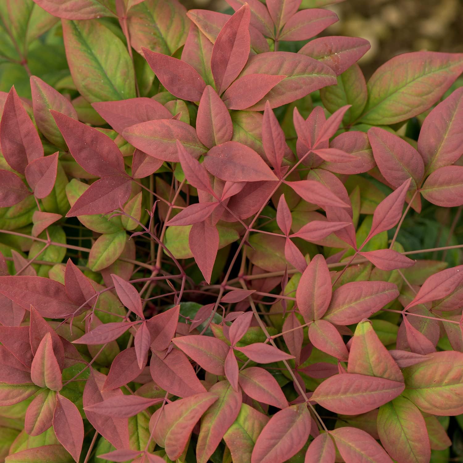 Blush Pink Nandina 2.5 Qt Evergreen Shrub Full Sun Live Plant Z537