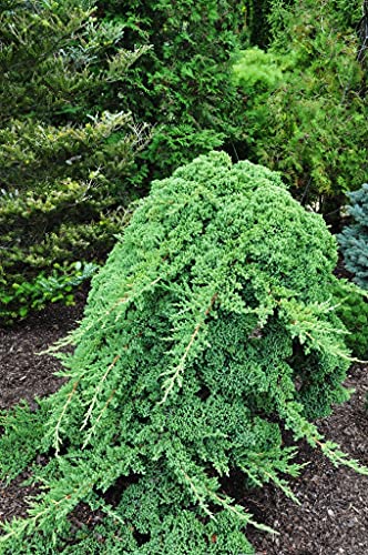 3 Live Gallon Size Dwarf Japanese Garden Juniper U580903