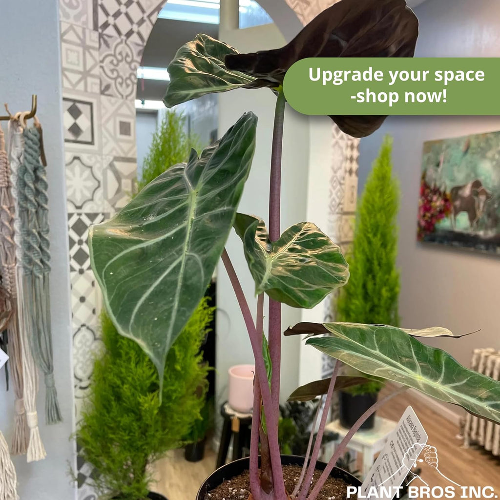 Alocasia Pink Princess Plant 4-6 Inch Bare Root Plant I9869