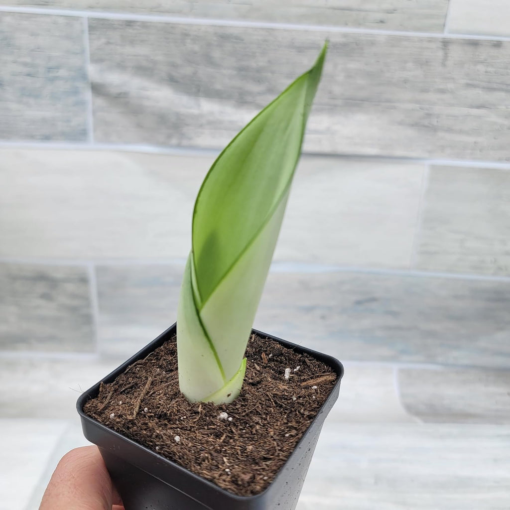 3 inch Pot Sansevieria Snake House Plant J66954