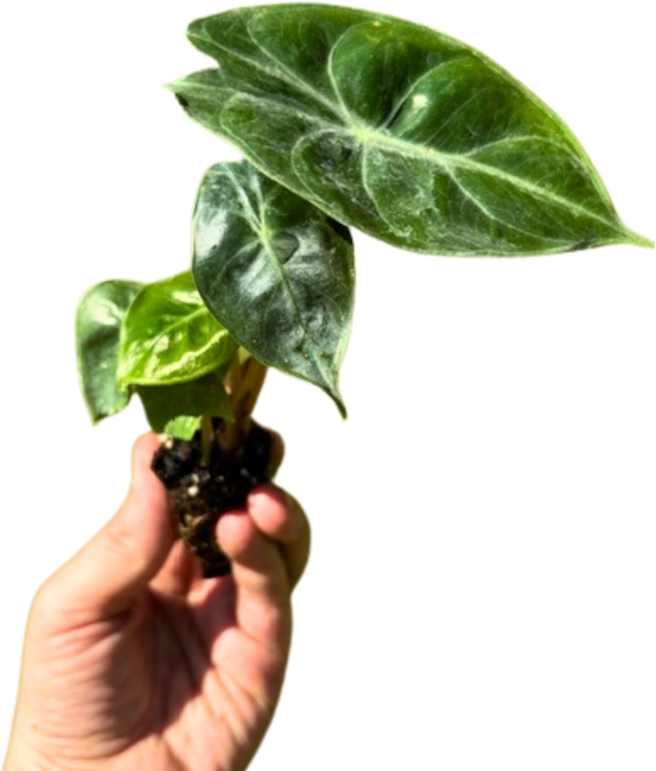 Alocasia Pink Princess Plant 4-6 Inch Bare Root Plant I9869
