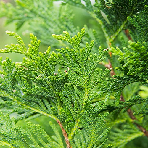 Thuja Green Giant 1 Gallon Evergreen Arborvitae O5130