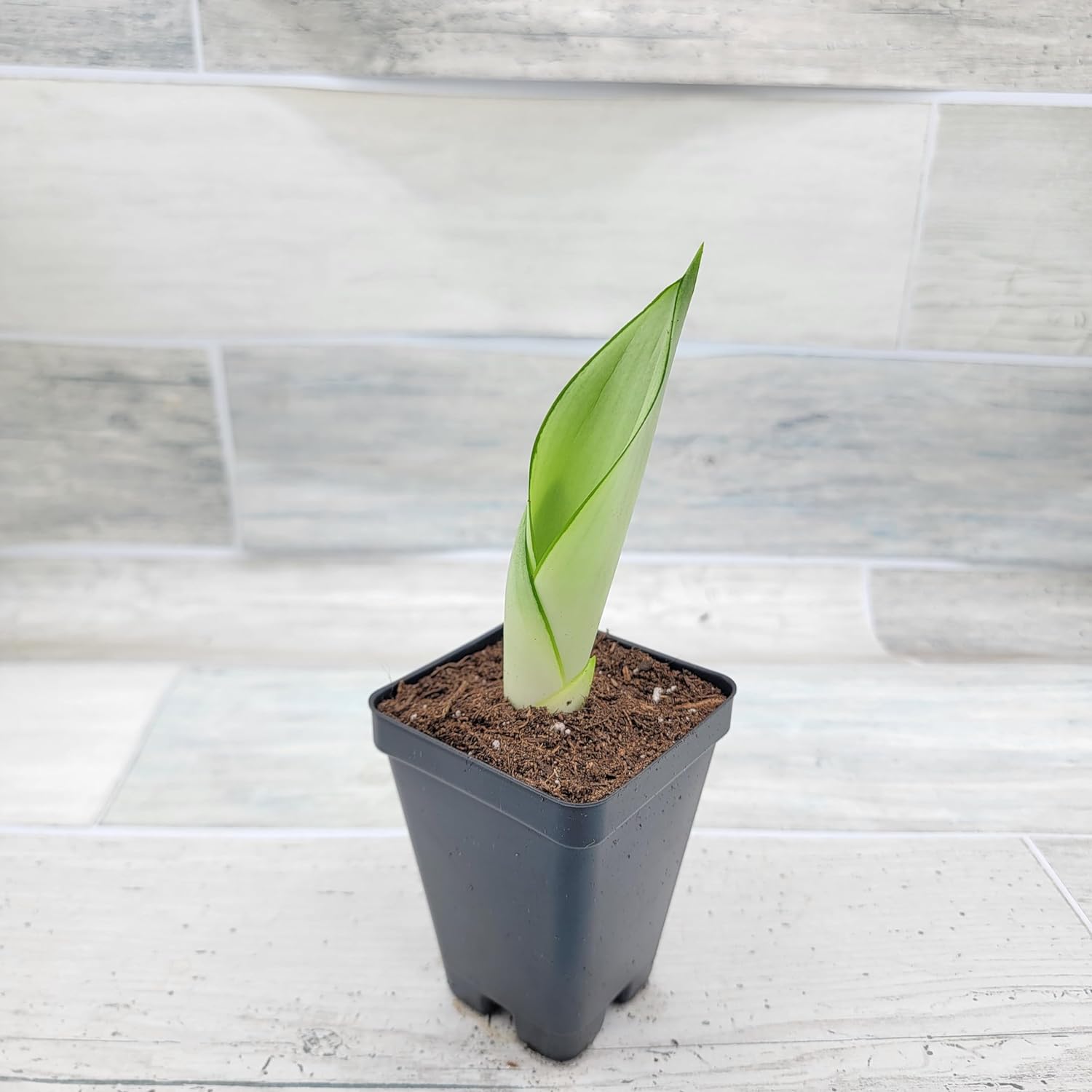 3 inch Pot Sansevieria Snake House Plant J66954