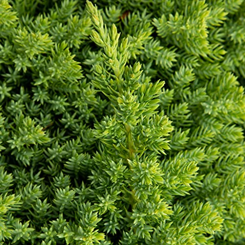 3 Live Gallon Size Dwarf Japanese Garden Juniper U580903