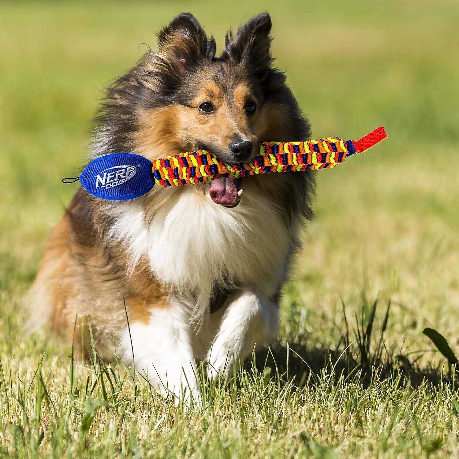 Nerf Vortex Chain Tug Dog Toy R648