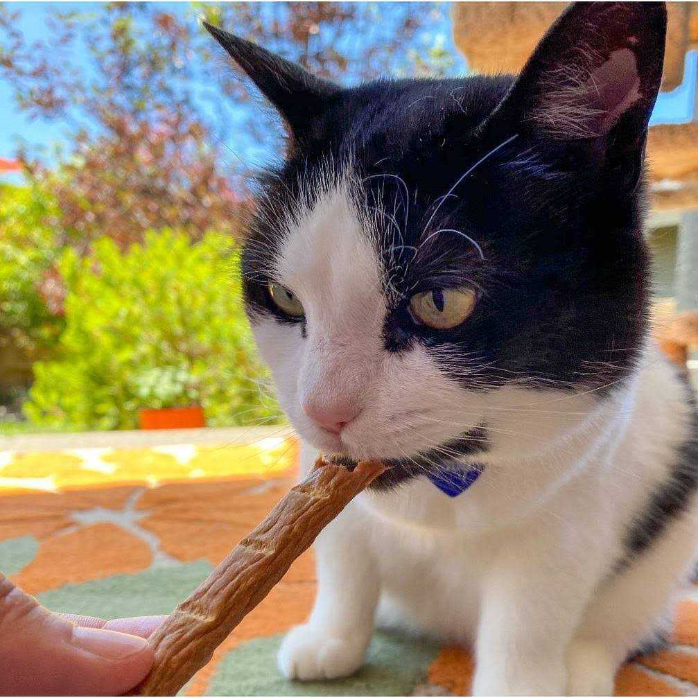 Chicken Cat Treats W914
