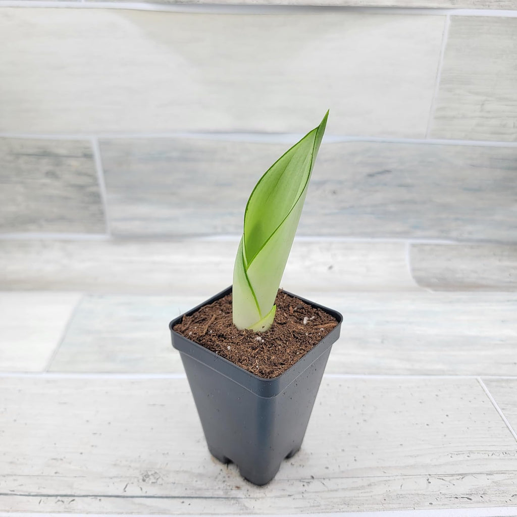 3 inch Pot Sansevieria Snake House Plant J66954