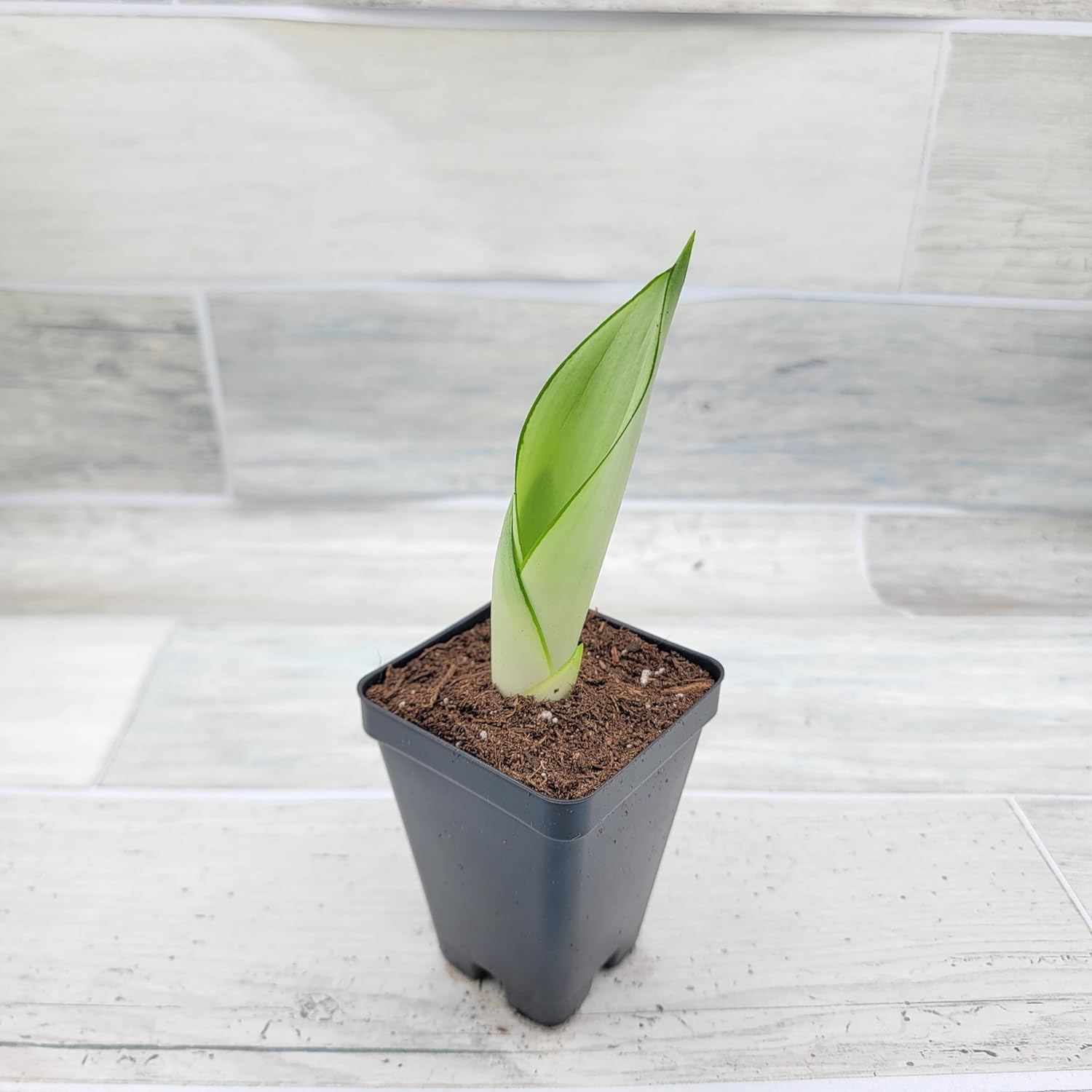 3 inch Pot Sansevieria Snake House Plant J66954