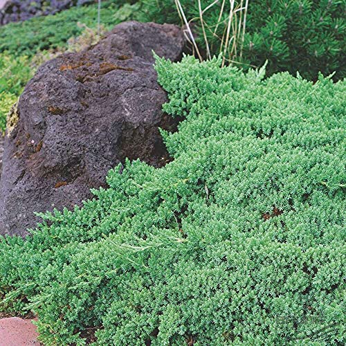 3 Live Gallon Size Dwarf Japanese Garden Juniper U580903
