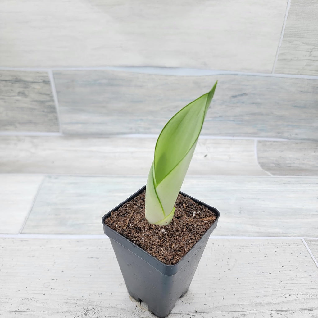 3 inch Pot Sansevieria Snake House Plant J66954