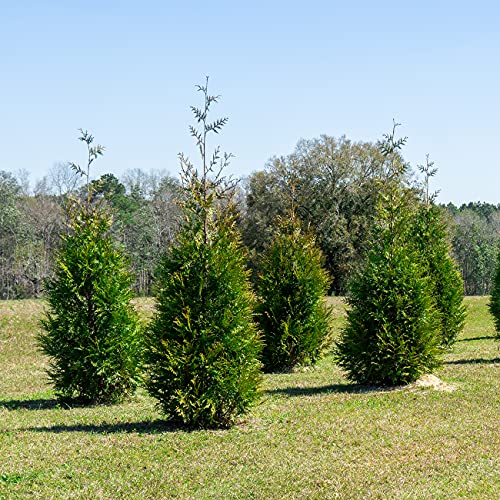 Thuja Green Giant 1 Gallon Evergreen Arborvitae O5130