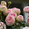 Climbing Pink Rose Bush Z632415