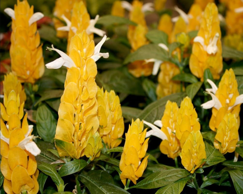 Yellow Shrimp Plant 5 Inch Tall A589