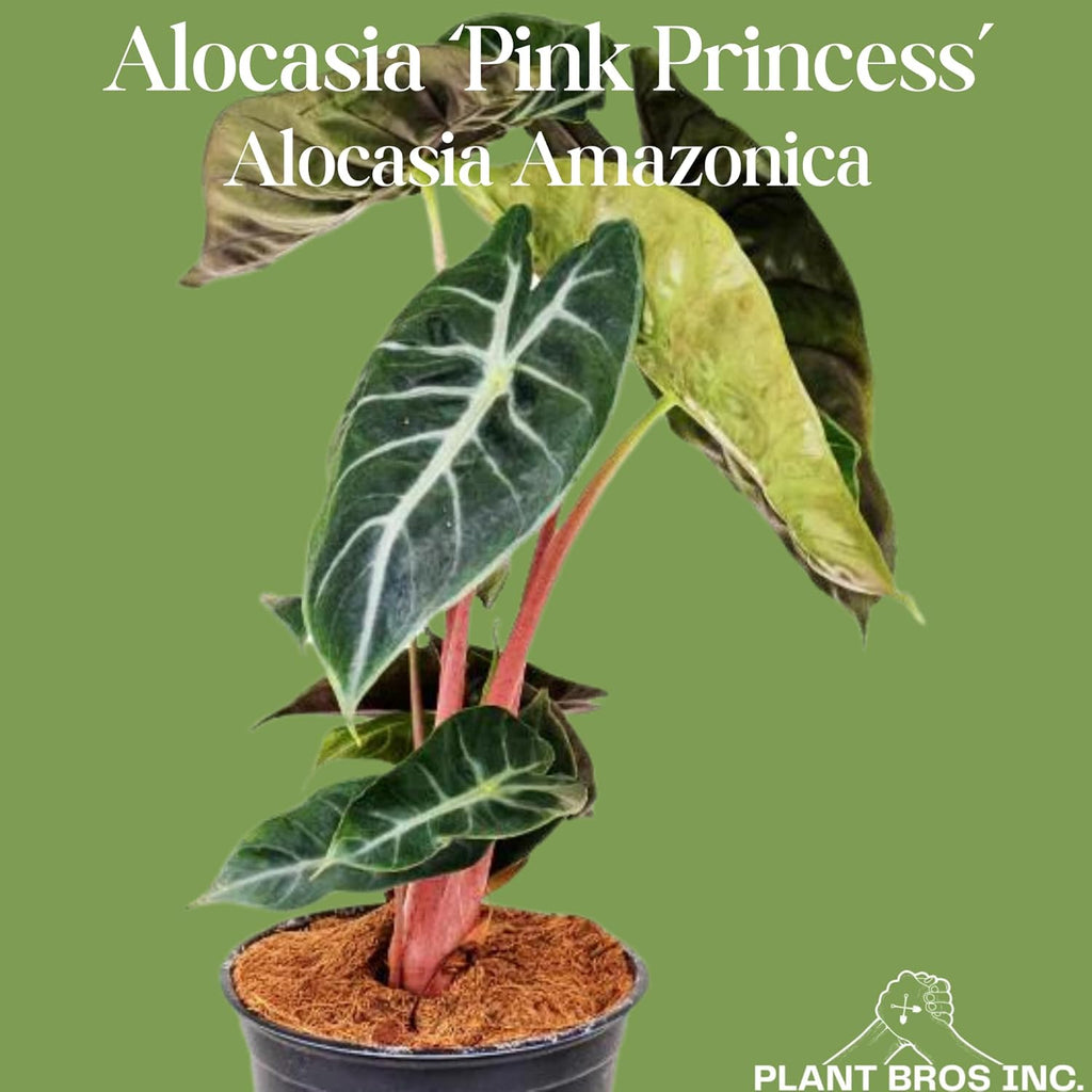 Alocasia Pink Princess Plant 4-6 Inch Bare Root Plant I9869