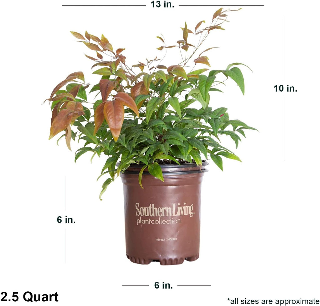 Blush Pink Nandina 2.5 Qt Evergreen Shrub Full Sun Live Plant Z537