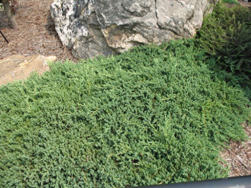 3 Live Gallon Size Dwarf Japanese Garden Juniper U580903