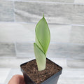 3 inch Pot Sansevieria Snake House Plant J66954