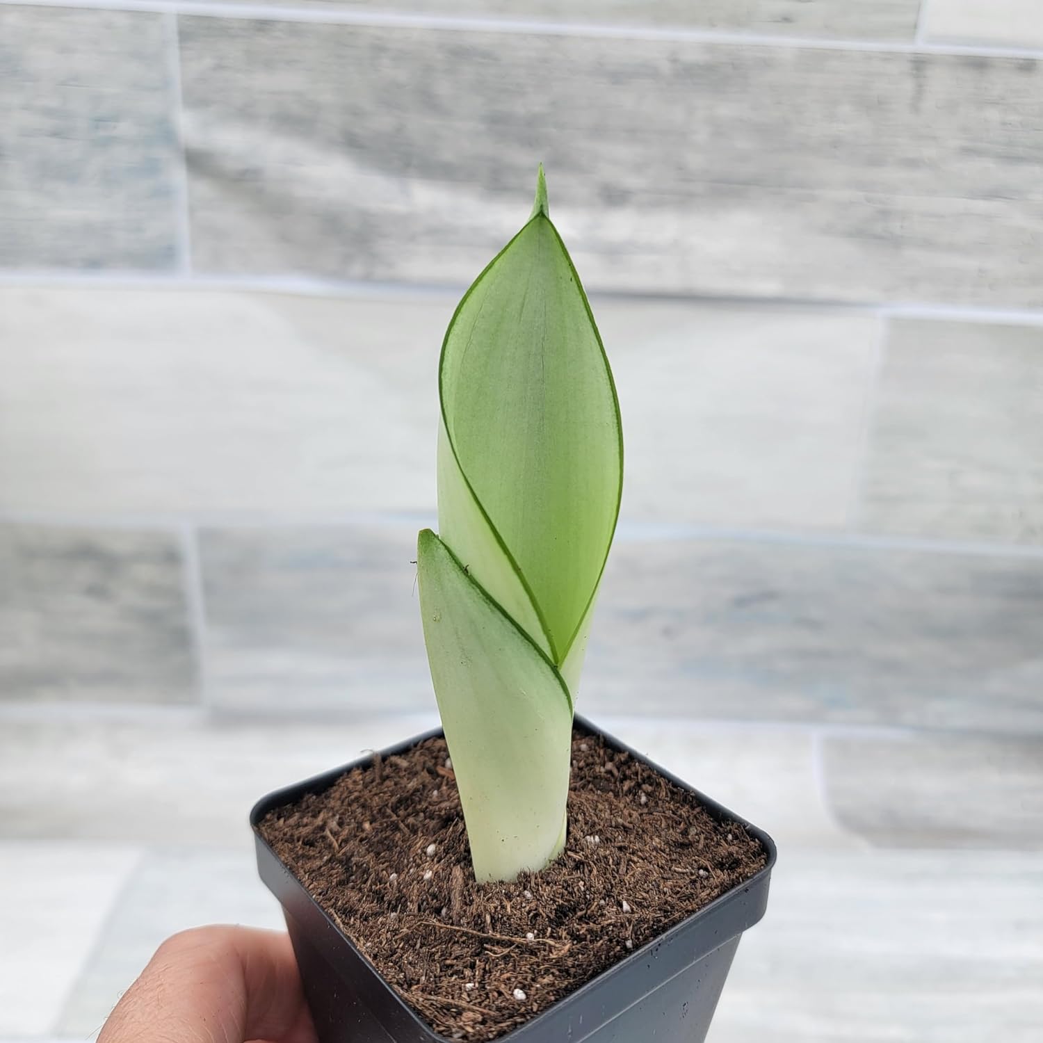 3 inch Pot Sansevieria Snake House Plant J66954