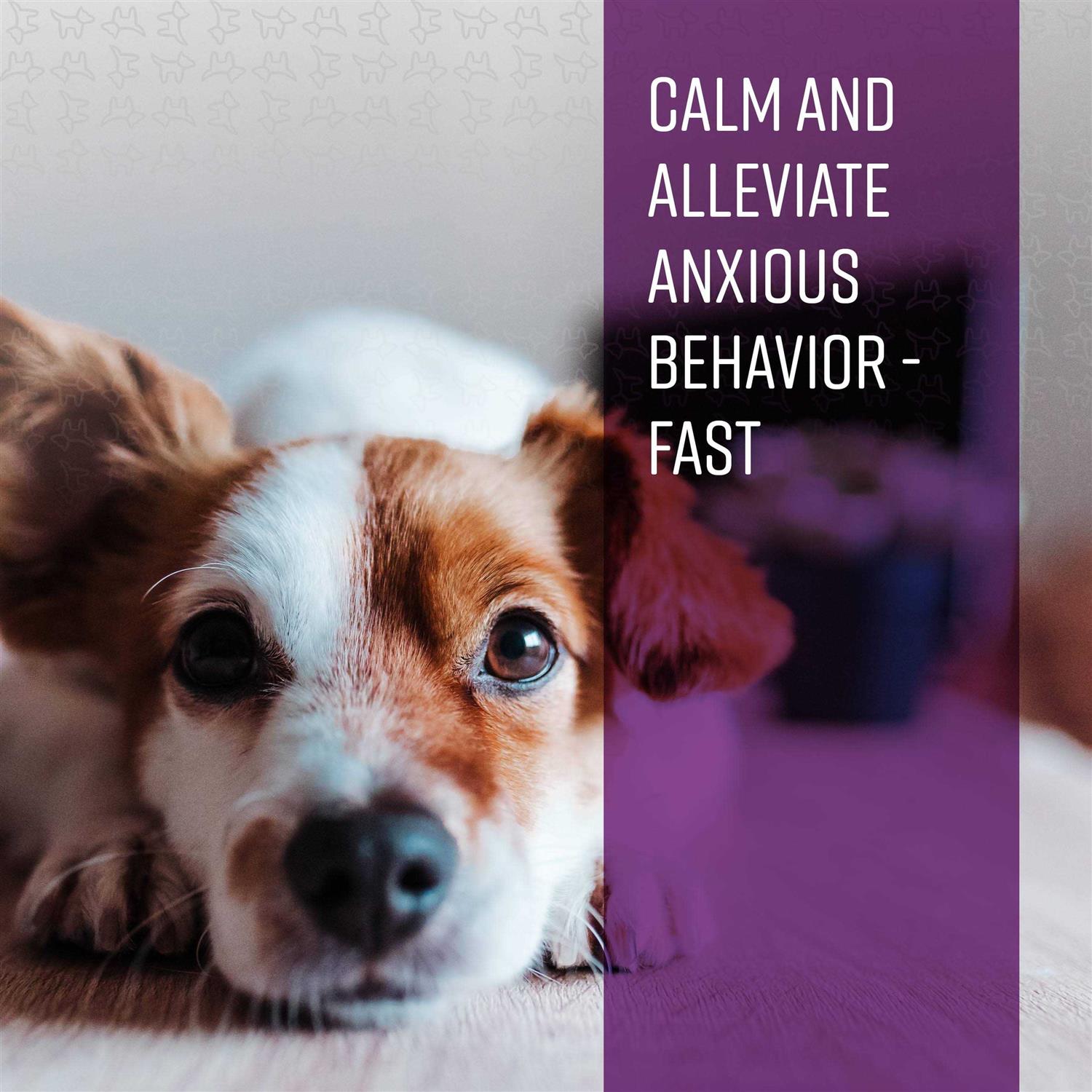 Calming Ointment for Dogs F88857