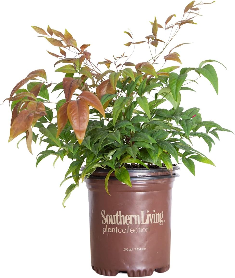 Blush Pink Nandina 2.5 Qt Evergreen Shrub Full Sun Live Plant Z537