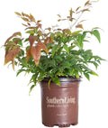 Blush Pink Nandina 2.5 Qt Evergreen Shrub Full Sun Live Plant Z537
