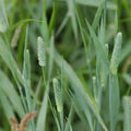 50 lbs. Pasture Grass Seed S6609