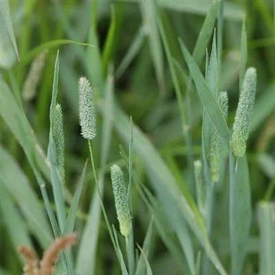 50 lbs. Pasture Grass Seed S6609