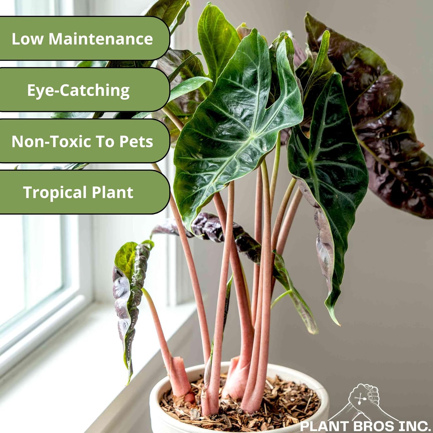 Alocasia Pink Princess Plant 4-6 Inch Bare Root Plant I9869