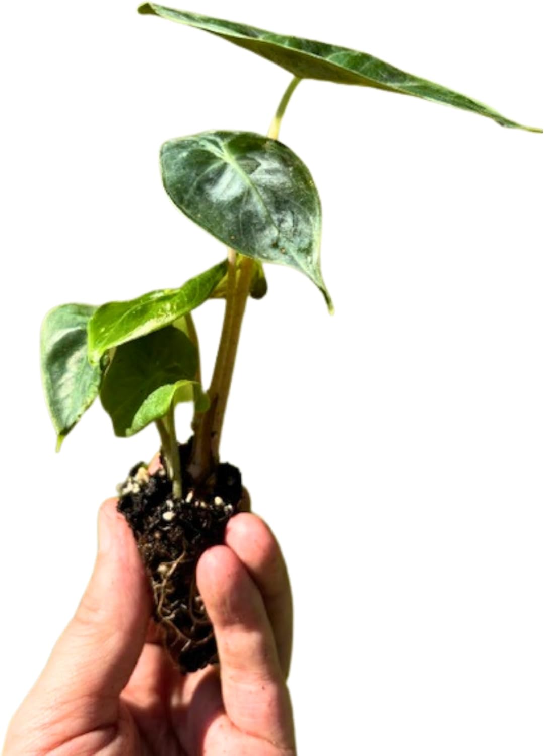 Alocasia Pink Princess Plant 4-6 Inch Bare Root Plant I9869