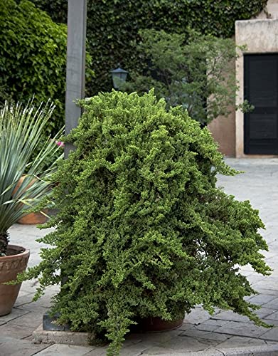 3 Live Gallon Size Dwarf Japanese Garden Juniper U580903