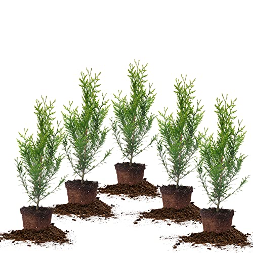 Thuja Green Giant 1 Gallon Evergreen Arborvitae O5130