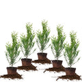 Thuja Green Giant 1 Gallon Evergreen Arborvitae O5130