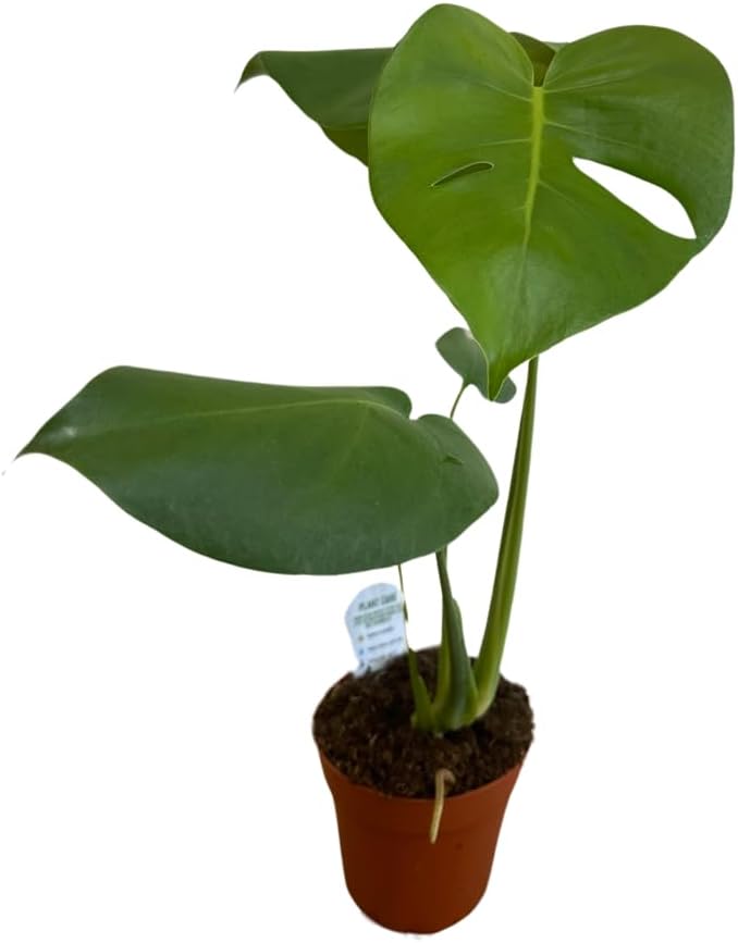 Monstera deliciosa Live Indoor House Plant, 5" Pot, Plants Over 17" Tall T27168