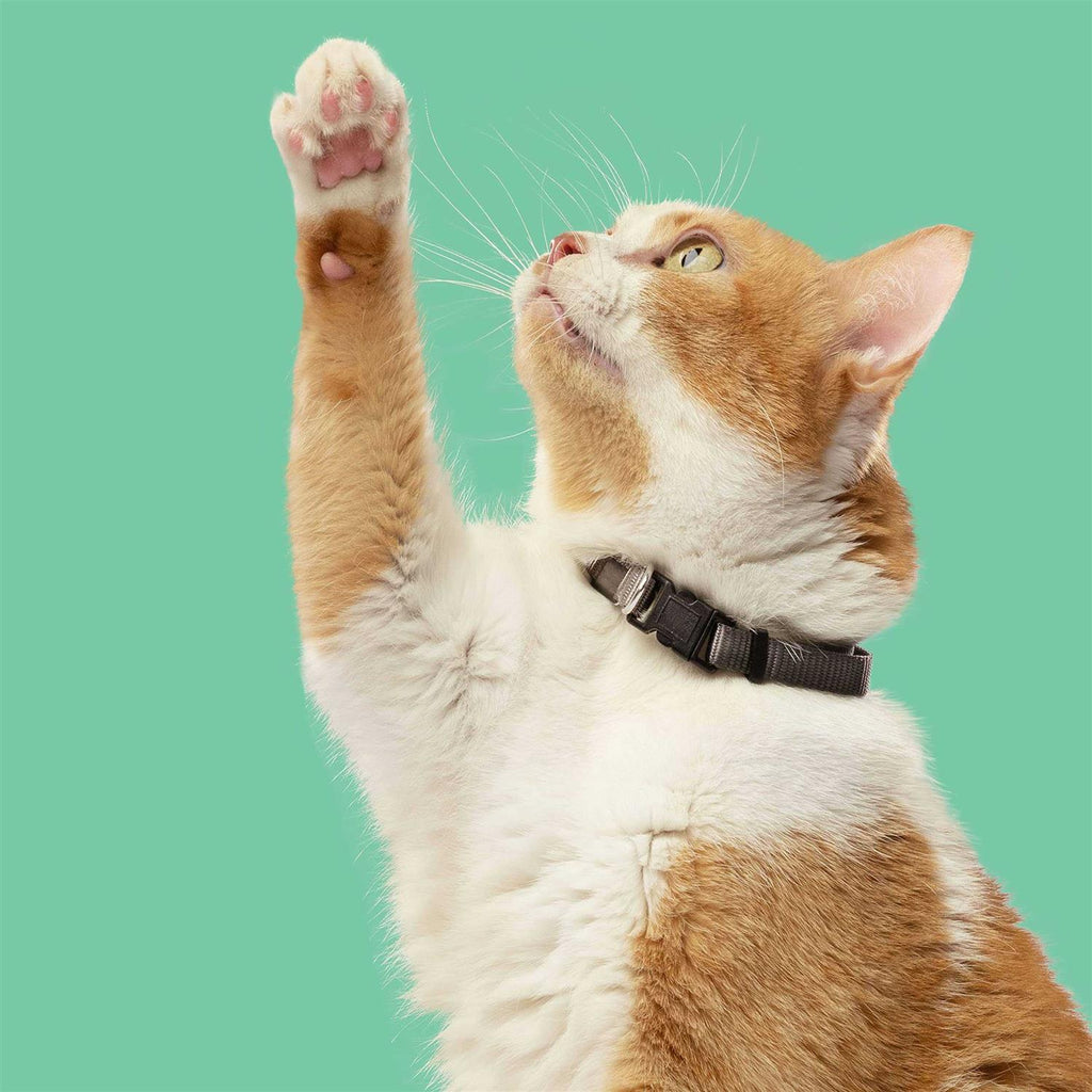 Chicken with Lentils & Salmon Dry Cat Food A5510