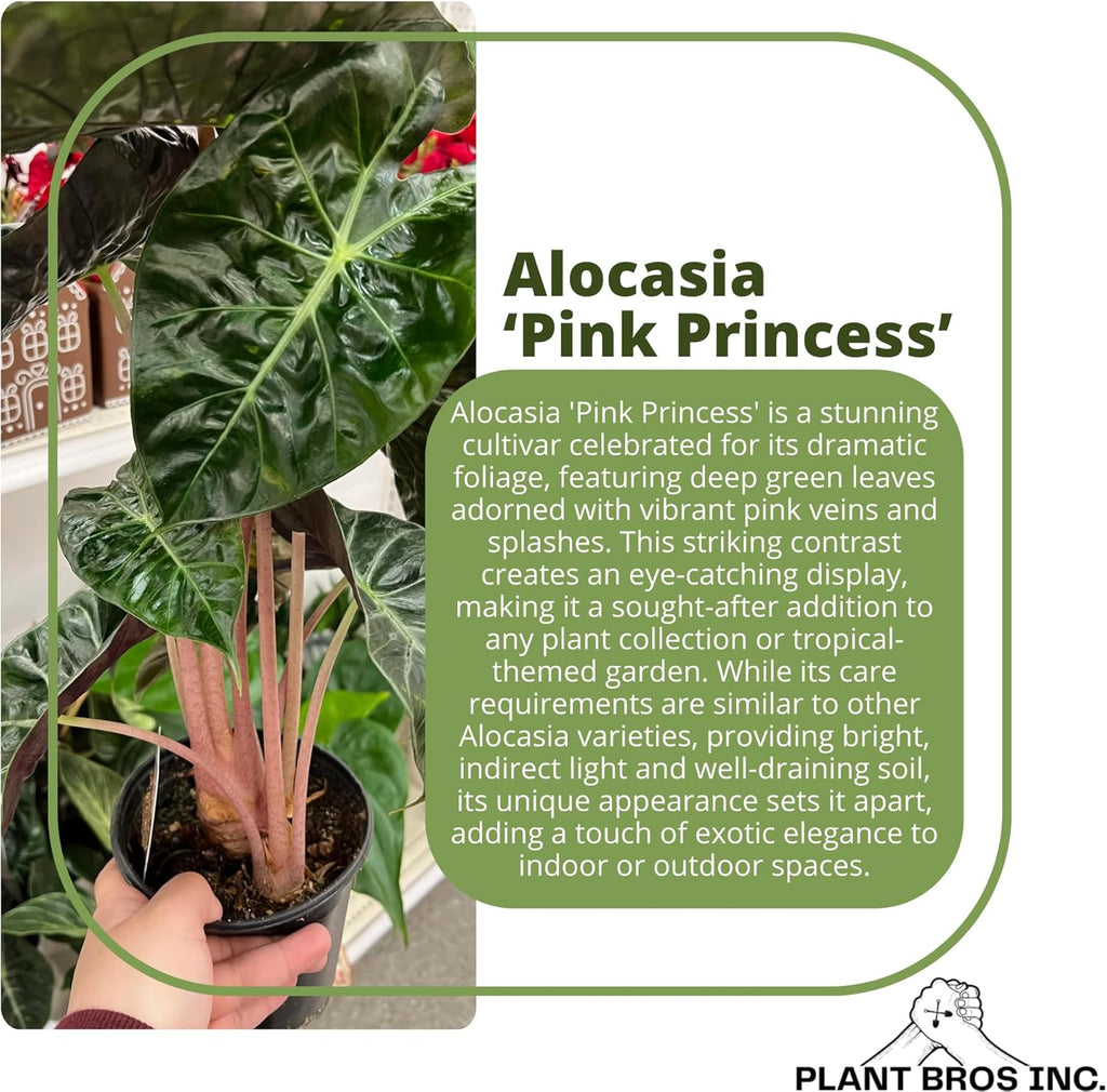 Alocasia Pink Princess Plant 4-6 Inch Bare Root Plant I9869