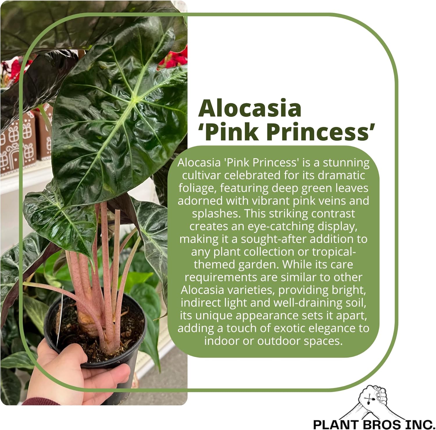 Alocasia Pink Princess Plant 4-6 Inch Bare Root Plant I9869