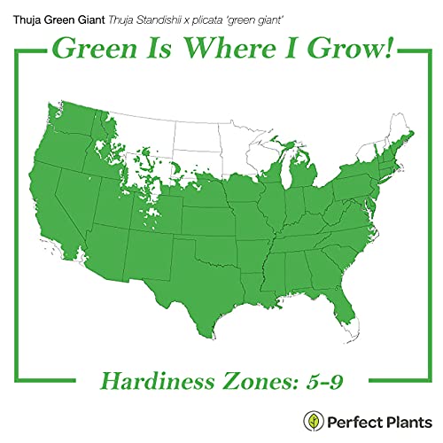 Thuja Green Giant 1 Gallon Evergreen Arborvitae O5130
