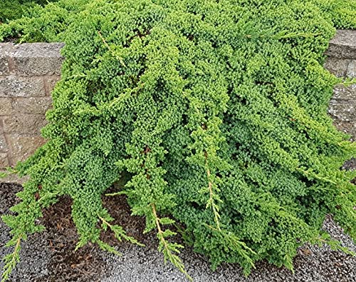 3 Live Gallon Size Dwarf Japanese Garden Juniper U580903