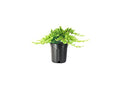 3 Live Gallon Size Dwarf Japanese Garden Juniper U580903