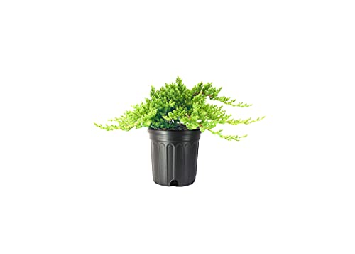 3 Live Gallon Size Dwarf Japanese Garden Juniper U580903