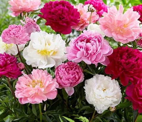 5 Peony Roots for Planting U8032