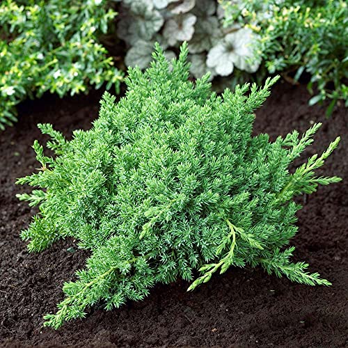 3 Live Gallon Size Dwarf Japanese Garden Juniper U580903