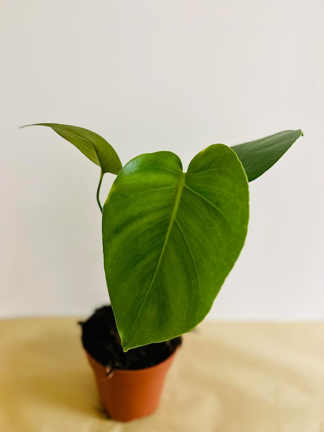 Monstera deliciosa Live Indoor House Plant, 5" Pot, Plants Over 17" Tall T27168