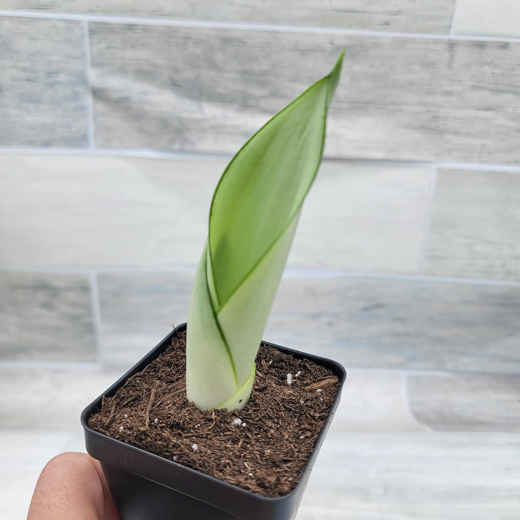 3 inch Pot Sansevieria Snake House Plant J66954
