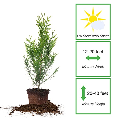 Thuja Green Giant 1 Gallon Evergreen Arborvitae O5130