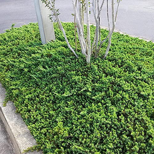 3 Live Gallon Size Dwarf Japanese Garden Juniper U580903
