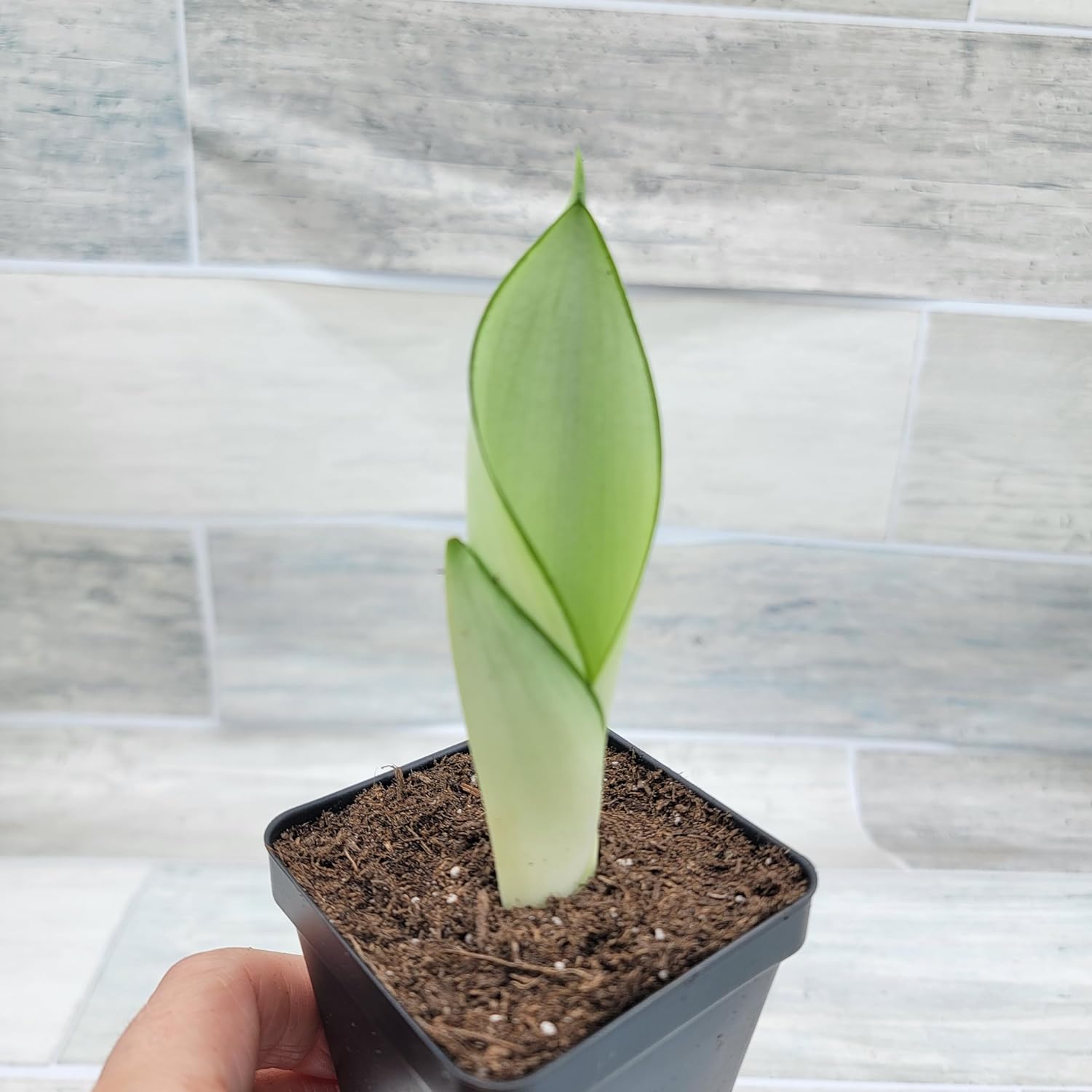 3 inch Pot Sansevieria Snake House Plant J66954