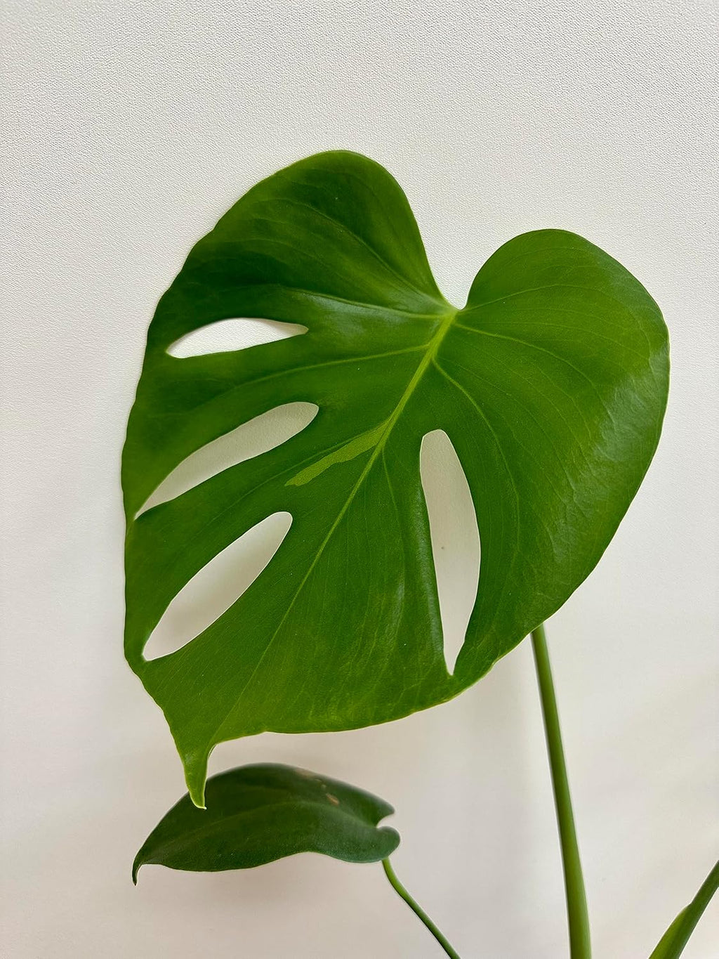 Monstera deliciosa Live Indoor House Plant, 5" Pot, Plants Over 17" Tall T27168